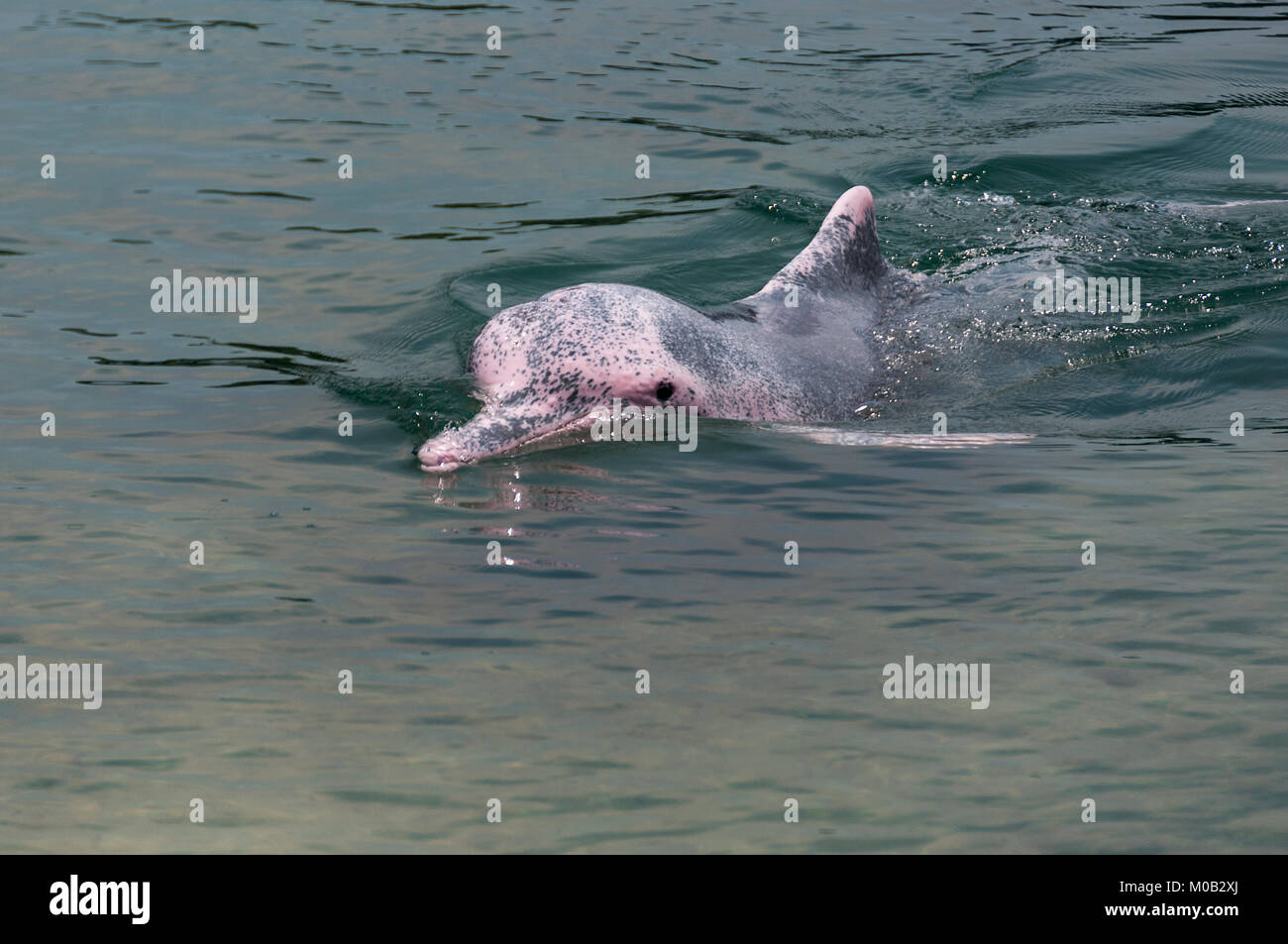 very rare pink dolphin ,during a show at Underwater World Singapore Stock Photo