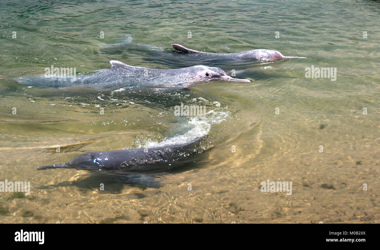 very rare pink dolphins ,during a show at Underwater World Singapore Stock Photo