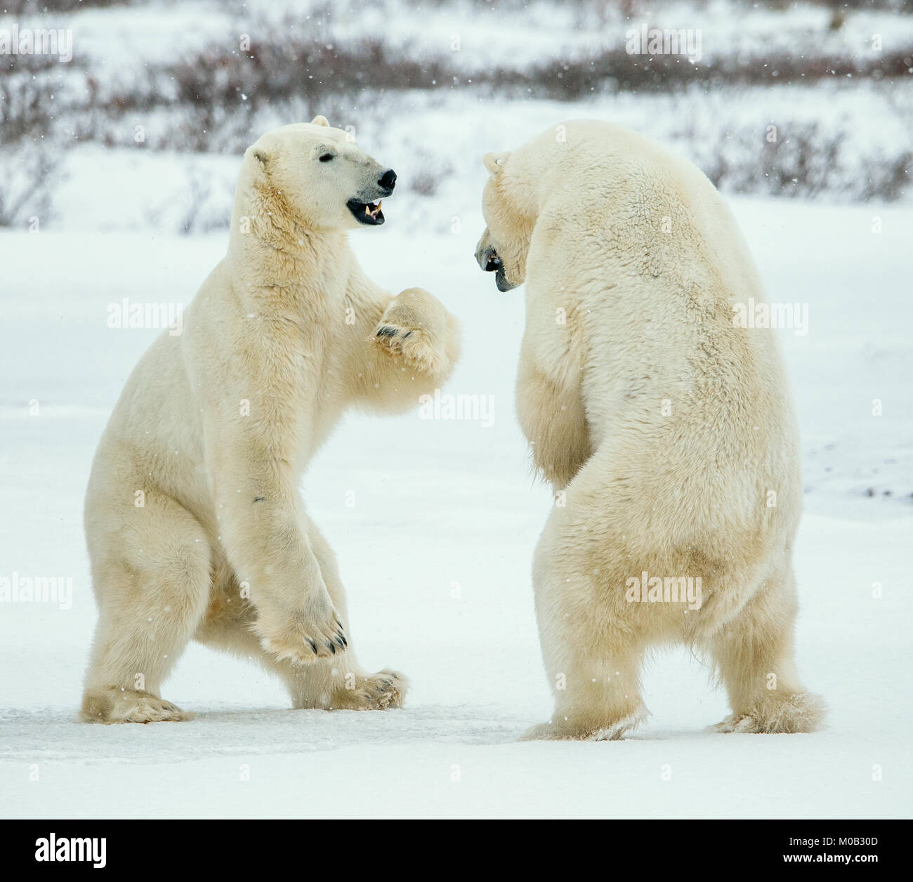Fighting Polar bears (Ursus maritimus ) on the snow. Arctic tundra. Two polar bears play fighting. Polar bears fighting on snow have got up on hinder  Stock Photo