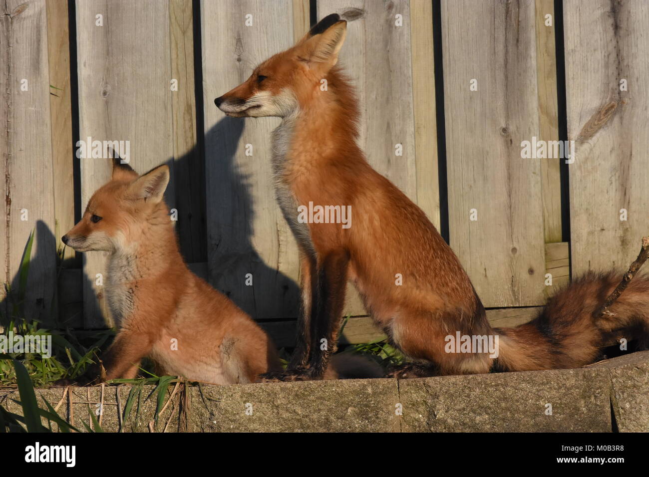 Red Foxes (Vulpes vulpes) Waiting for the meal to come home Stock Photo