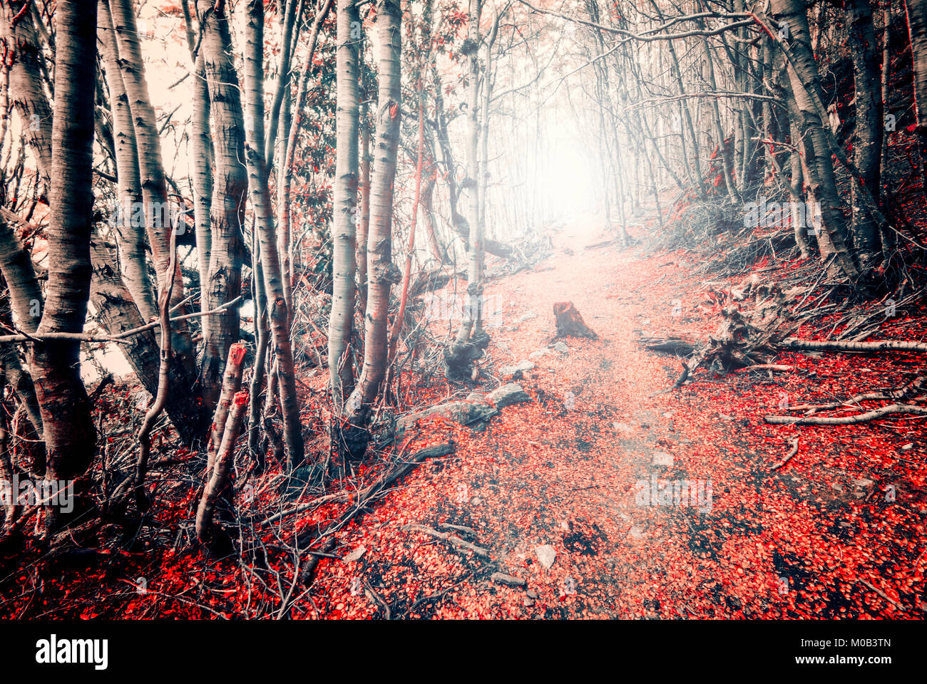 Mysterious path through a forest in autumn season, with flare coming ...