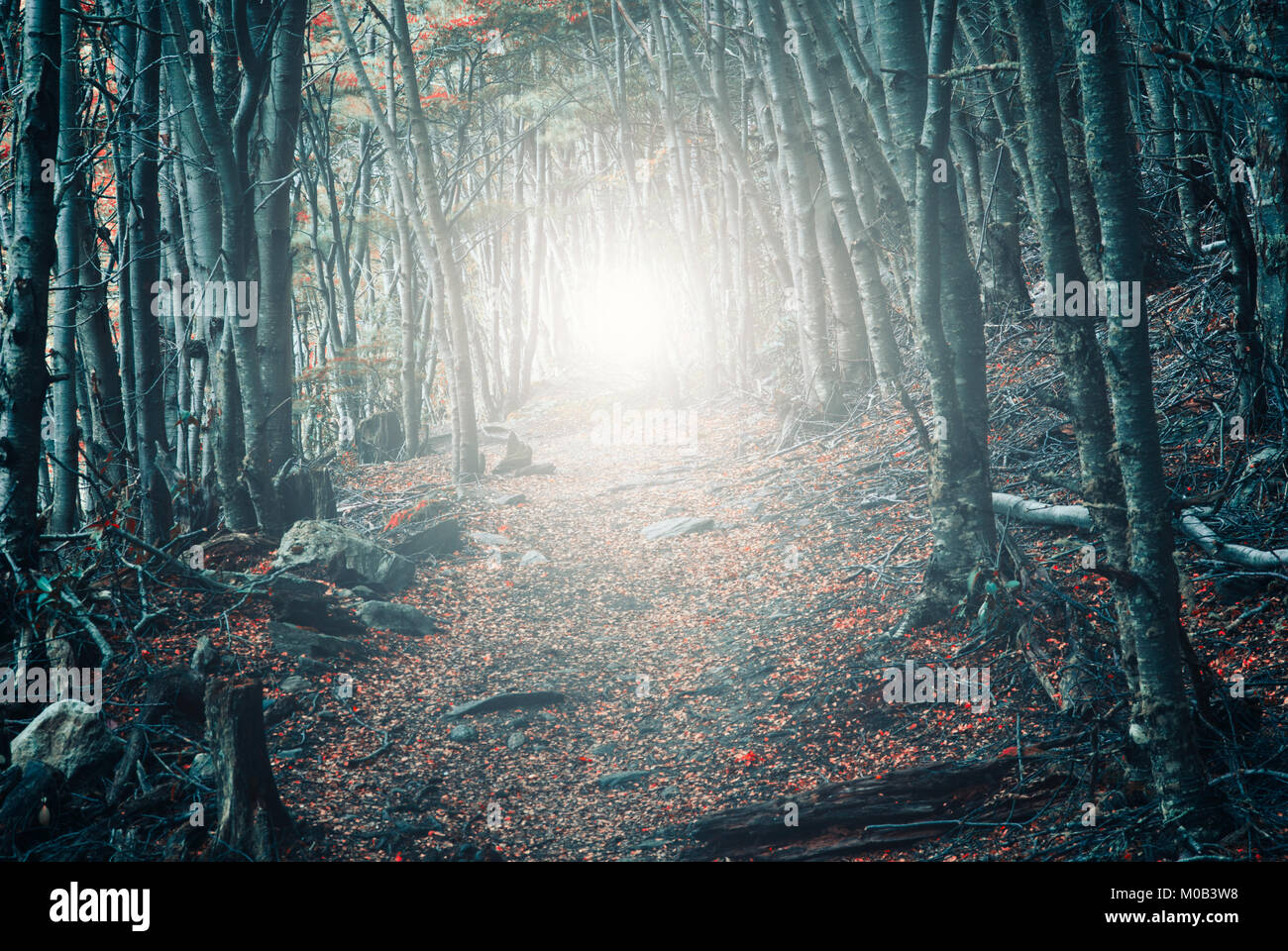 Mysterious Path Through A Forest In Autumn Season With Flare Coming Stock Photo Alamy