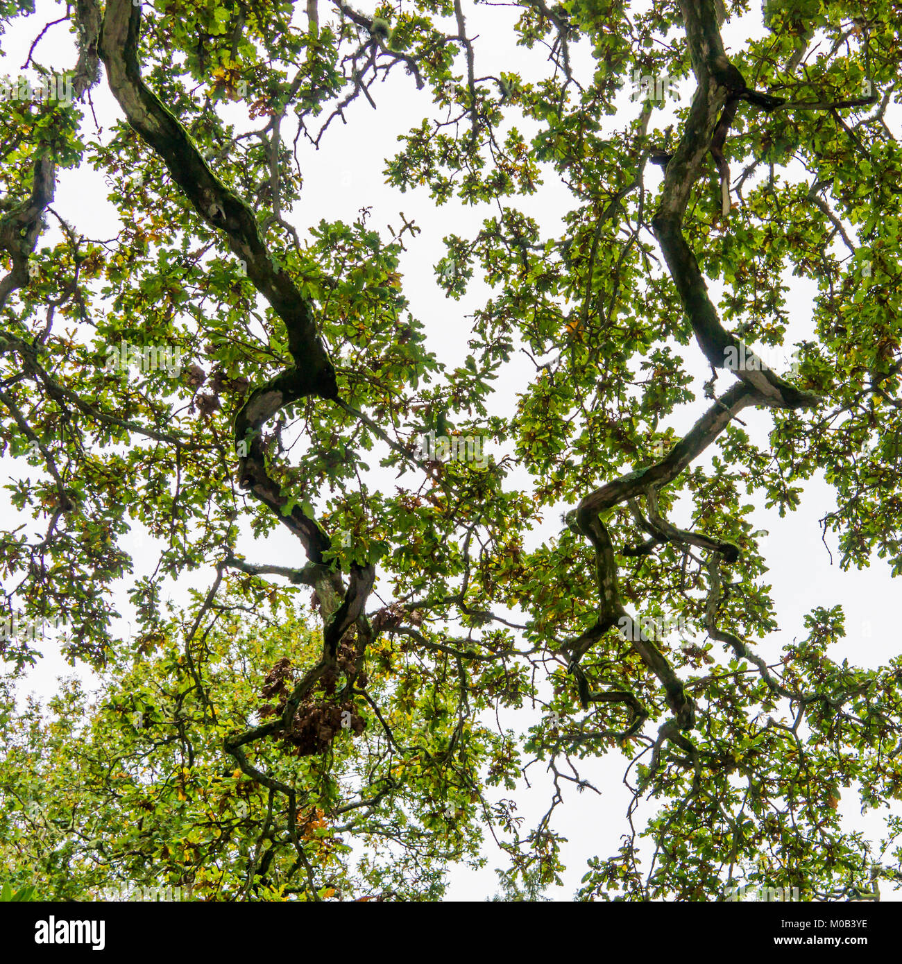 Silhouette of tree canopy hi-res stock photography and images - Alamy