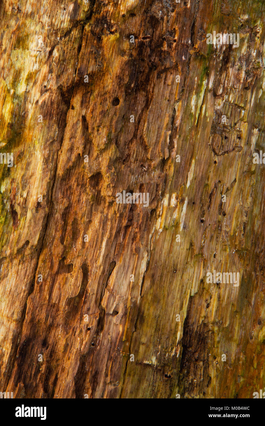 Detail of a rotting oak tree Stock Photo