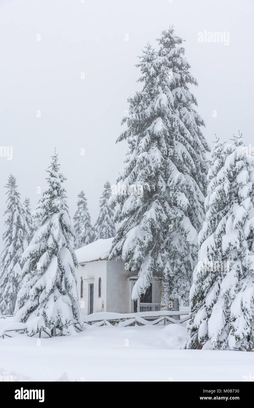 Heavy snow fall on a remote Greek Orthodox church among'st a pine tree setting in Elati Greece. Stock Photo
