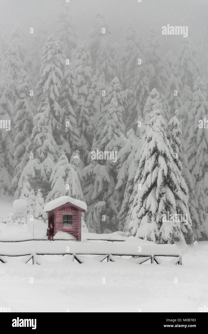 A wooden log cabin surrounded by fir trees covered in thick snow Stock ...