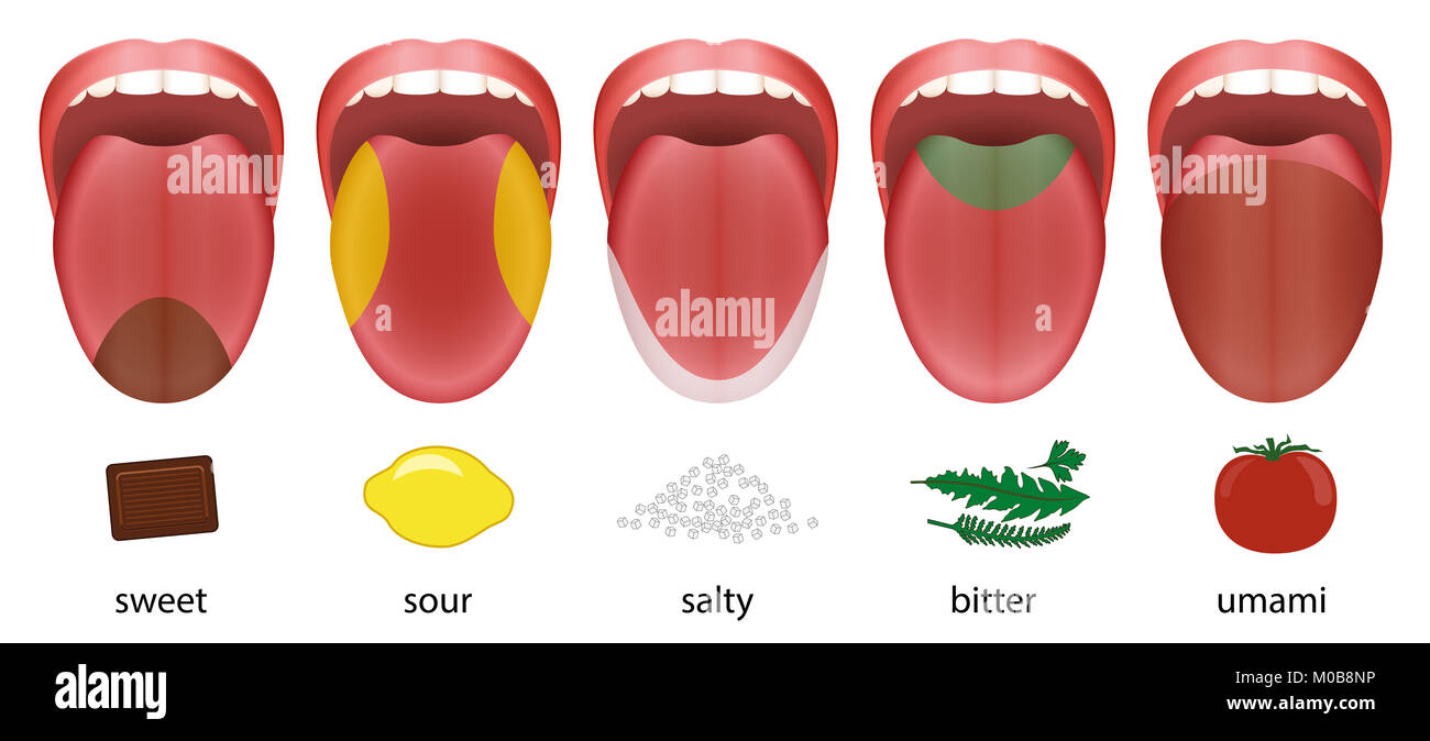 Tongue with five taste areas sweet, sour, salty, bitter and umami represented by chocolate, lemon, salt, herbs and tomato. Stock Photo