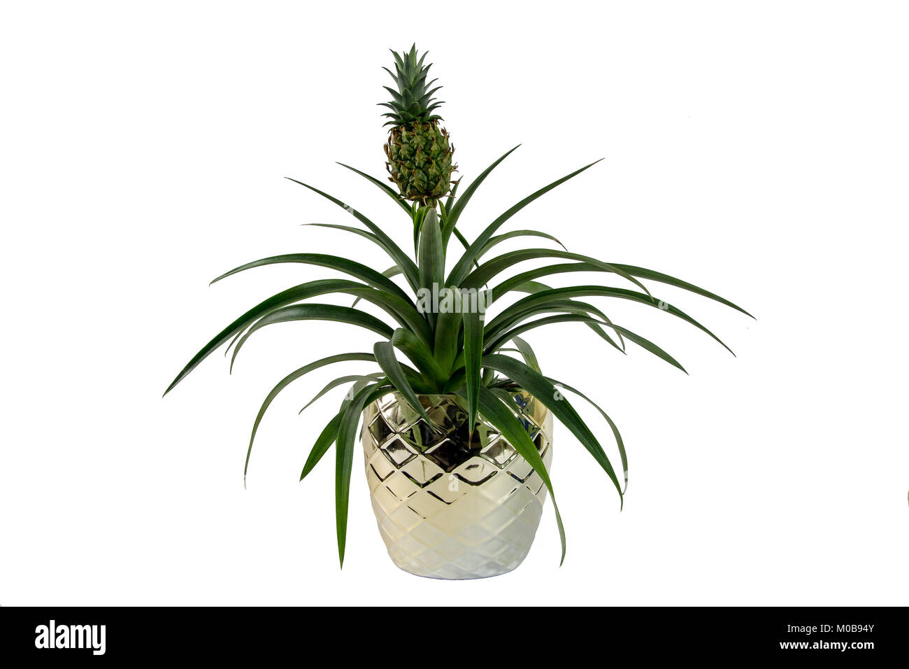Ornamental Pineapple Plant on a white background. Latin name Ananas comosus Champaca Stock Photo