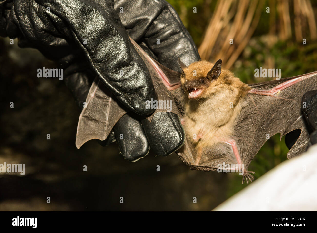 A Wildlife Biologist checking the wings of a Big Brown Bat for signs of White-nose Syndrome. Stock Photo