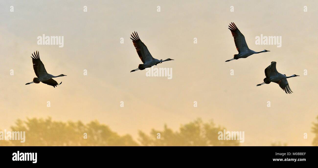 Cranes in flight. Flock of cranes flies at sunrise. Foggy morning, Sunrise sky  background. Common Crane (European crane). Stock Photo