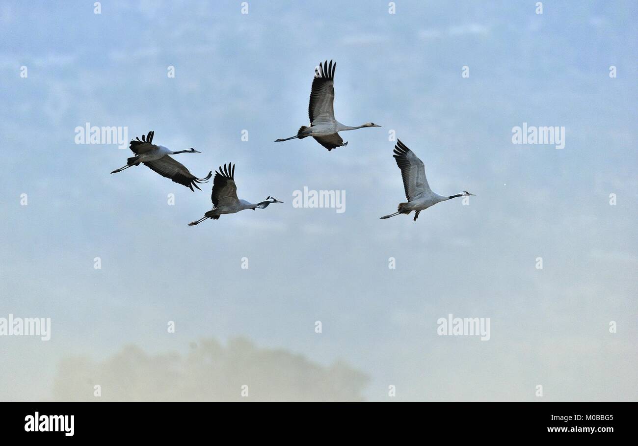 Birds in flight. A silhouettes of cranes in flight.  Common Crane, Grus grus or Grus Communis, big bird in the natural habitat. Stock Photo