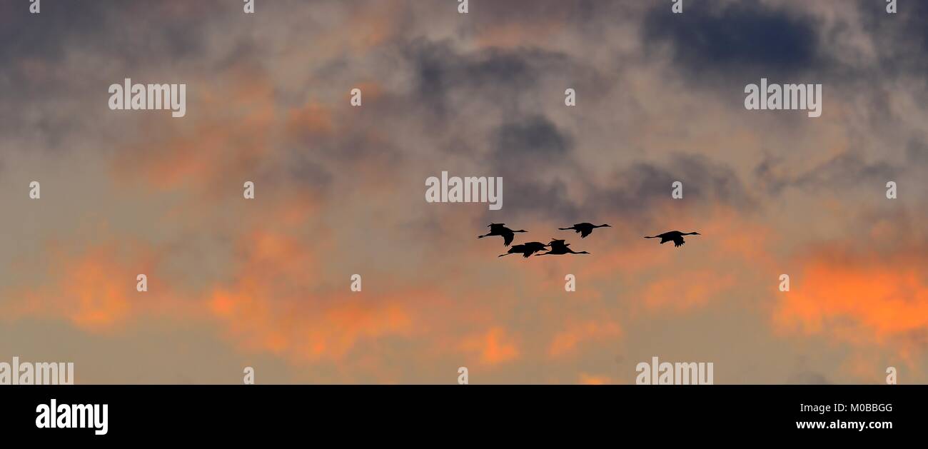 Birds in flight at sunset. A silhouettes of cranes in flight. Flock of cranes flies at sunset  sky  background. Common Crane (European Crane). Stock Photo