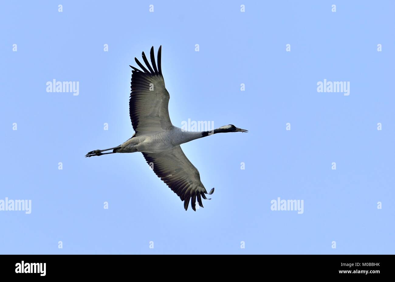 Crane in flight. Blue sky natural background.  Common Crane (European crane). Stock Photo