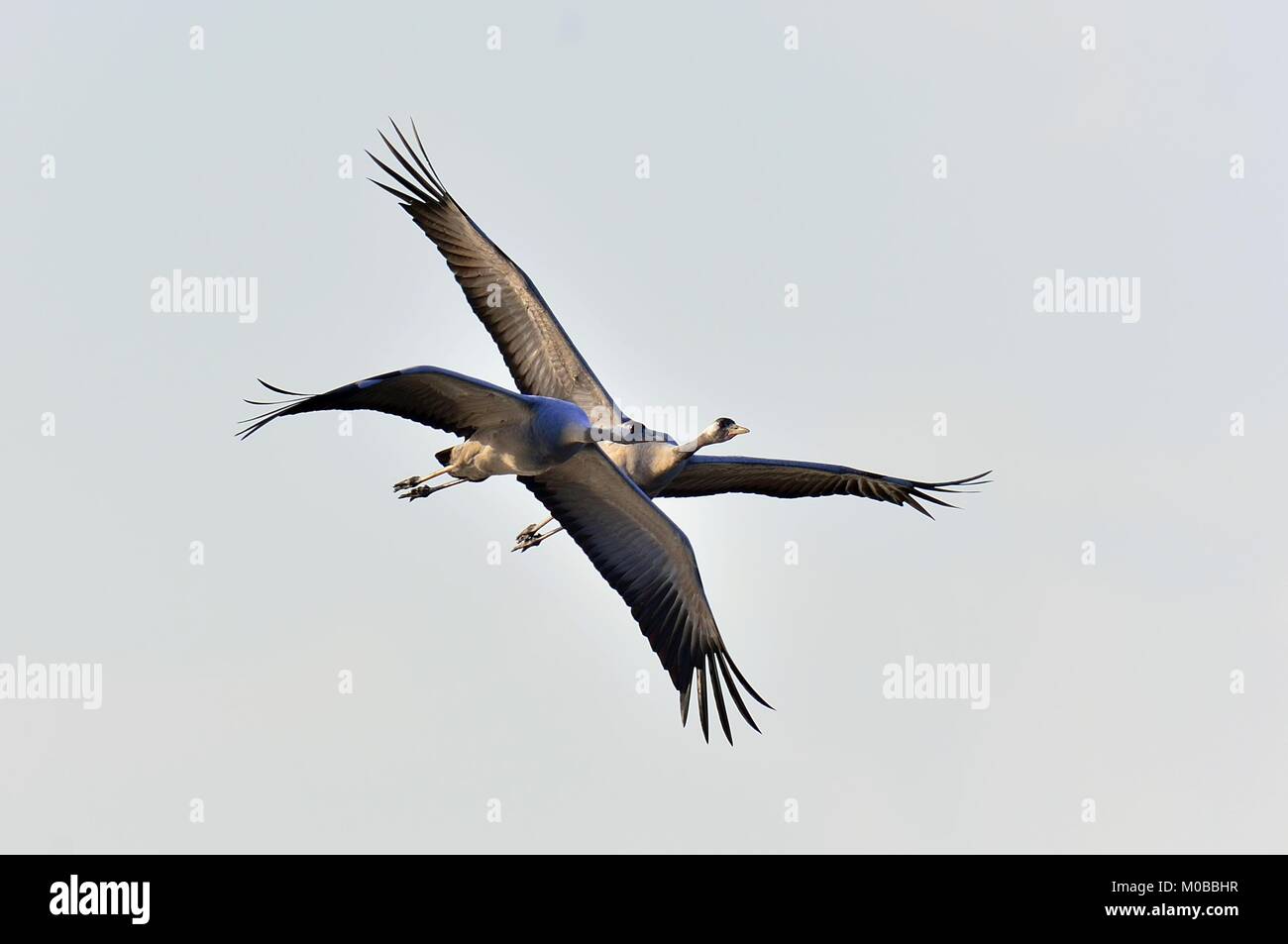 Cranes in flight. Blue sky background.  Common Crane, Grus grus or Grus Communis. Stock Photo