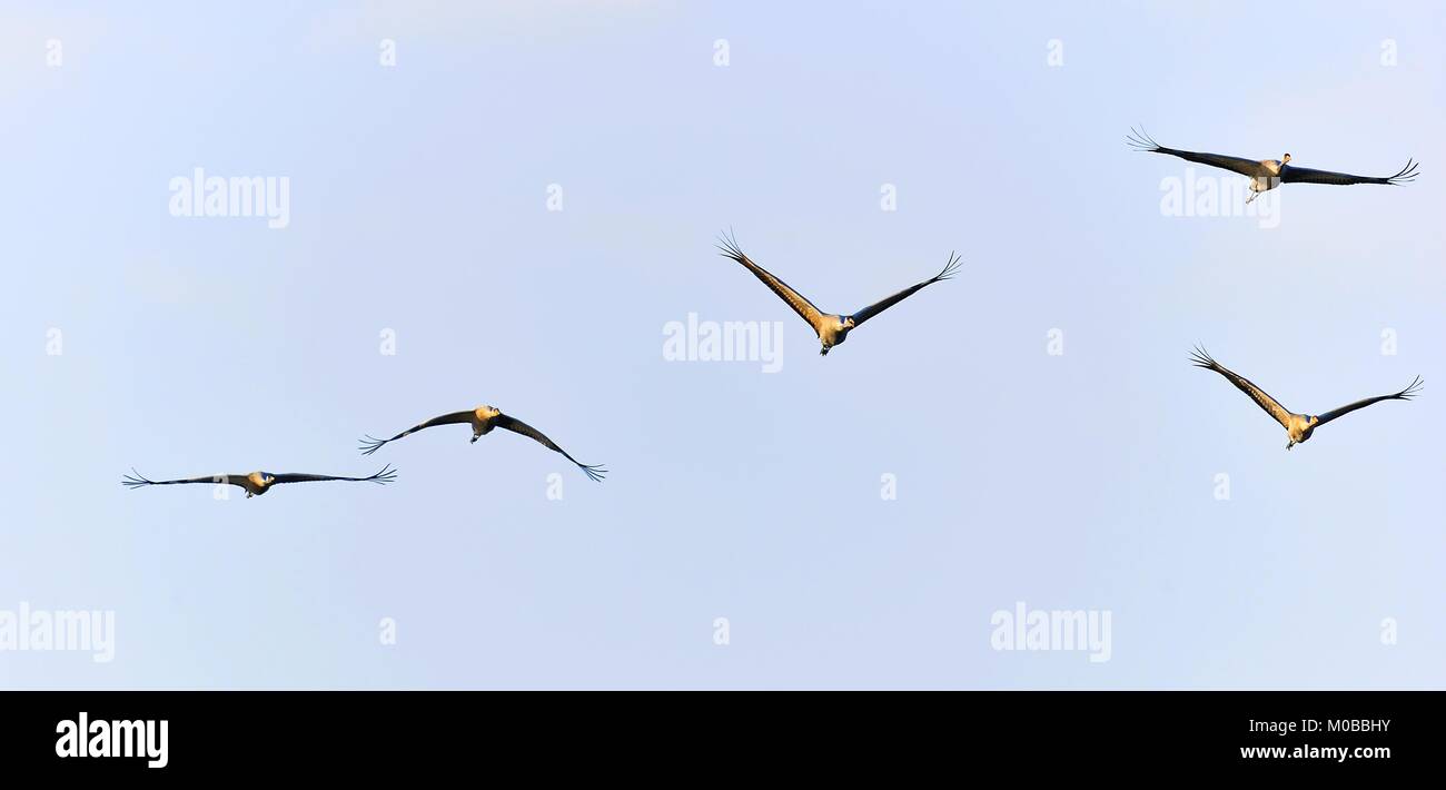 Birds in flight. A silhouettes of cranes in flight.  Common Crane, Grus grus or Grus Communis, big bird in the natural habitat. Stock Photo