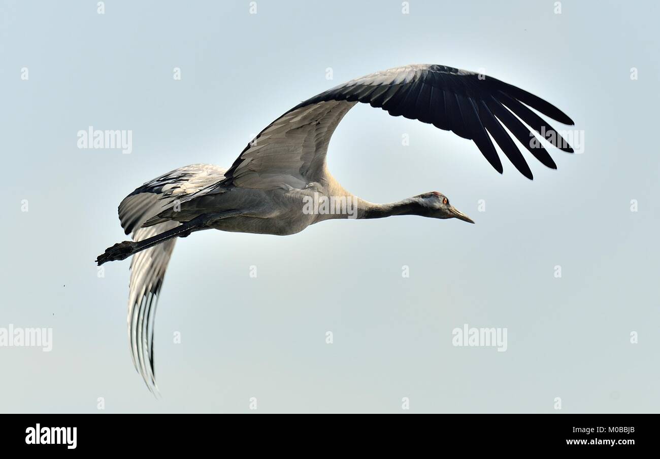 Crane in flight. Blue sky natural background.  Common Crane (European crane). Stock Photo