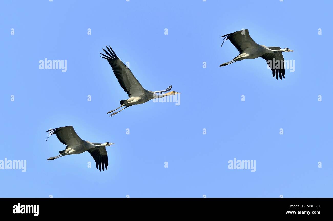 Cranes in flight. Blue sky background.  Common Crane, Grus grus or Grus Communis. Stock Photo