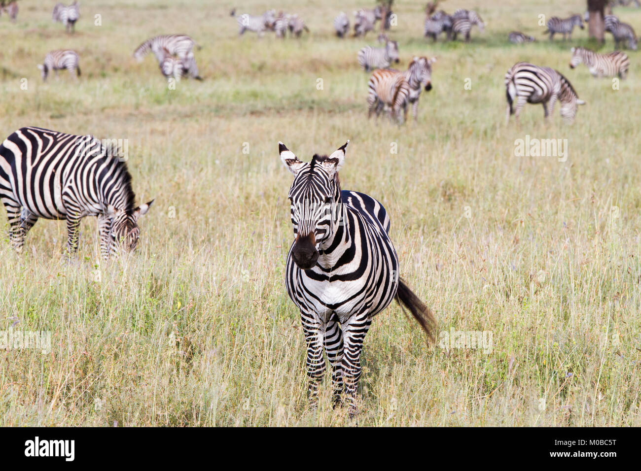 Zebra species of African equids (horse family) united by their