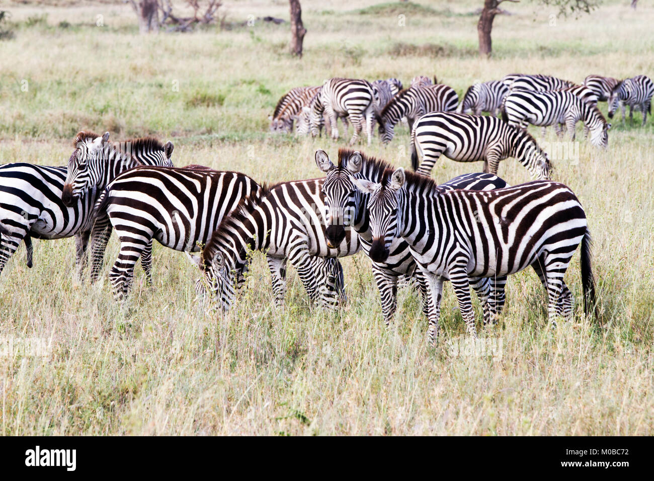 Zebra species of African equids (horse family) united by their ...