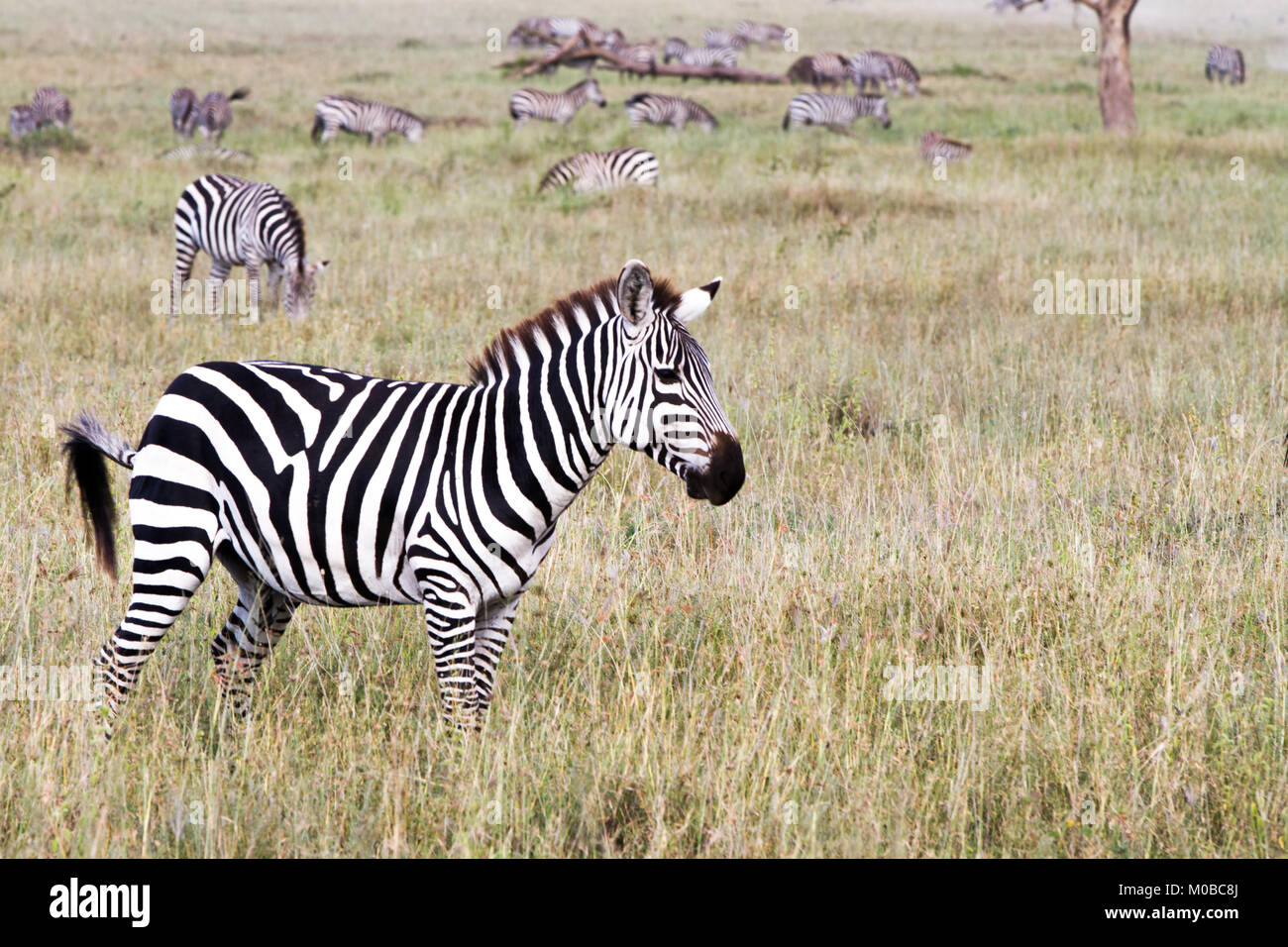 Zebra species of African equids (horse family) united by their ...