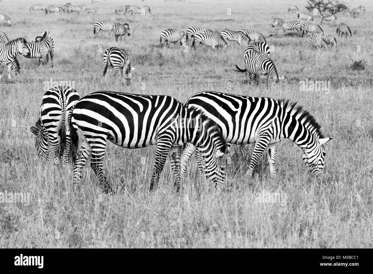 Zebra species of African equids (horse family) united by their