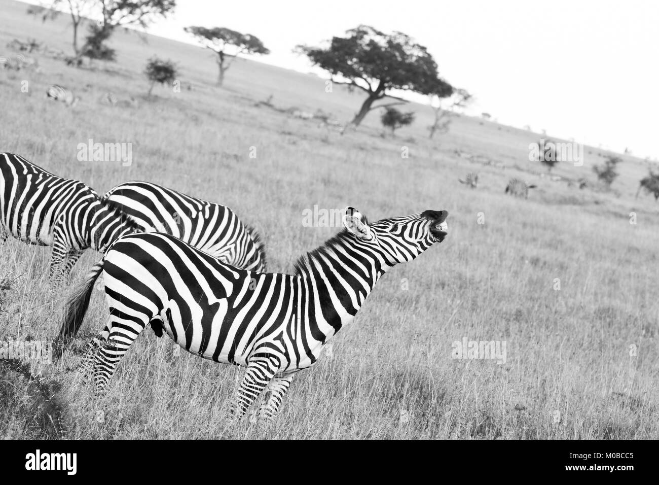 Zebra species of African equids (horse family) united by their