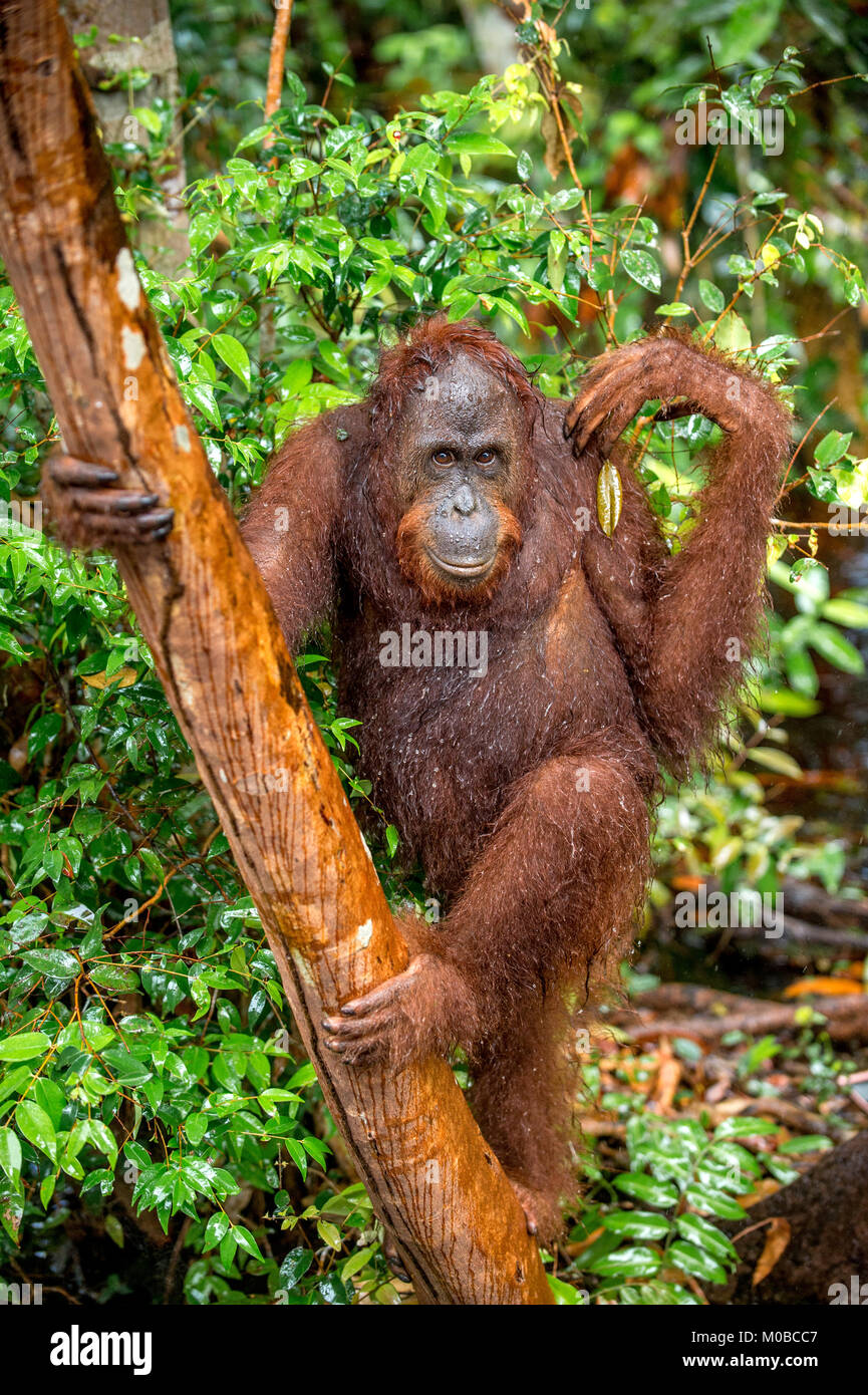 Bornean orangutan on the tree under rain in the wild nature. Central Bornean orangutan ( Pongo pygmaeus wurmbii ) on the tree in natural habitat. Trop Stock Photo