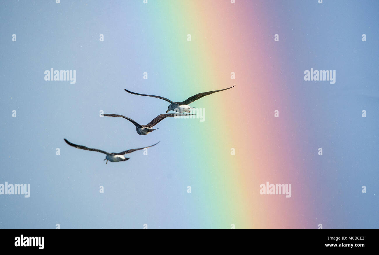 Flying seagulls over the ocean, misty sky,  rainbow backgrounds . Stock Photo