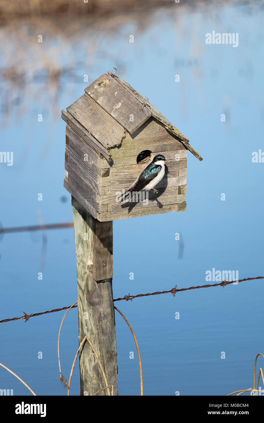 A blue tree swallow sits at the entrance to a bird house Stock Photo
