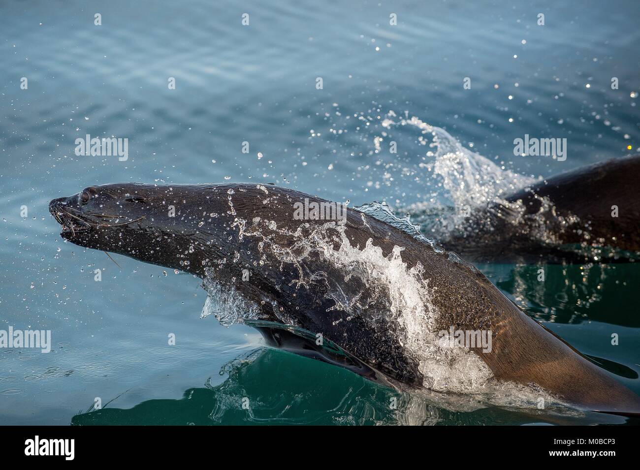 Jumping out of water Cape fur seal (Arctocephalus pusillus pusillus ...