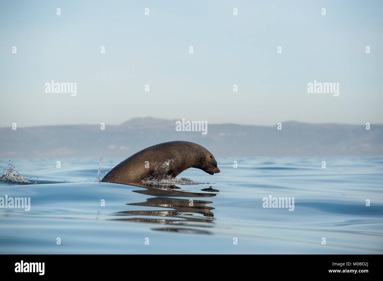 Jumping out of water Cape fur seal (Arctocephalus pusillus pusillus