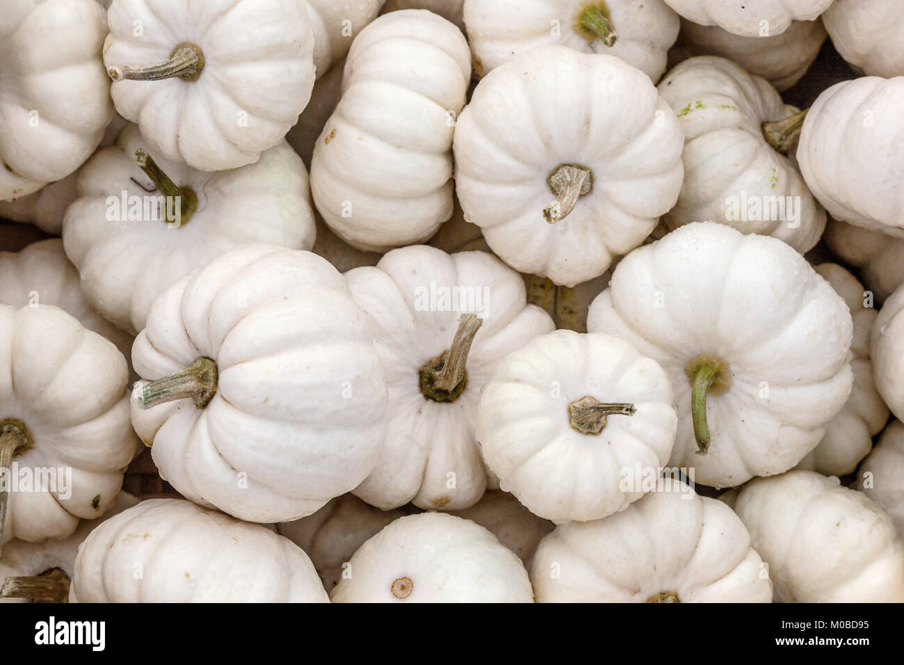 Squash Baby Boo Stock Photo