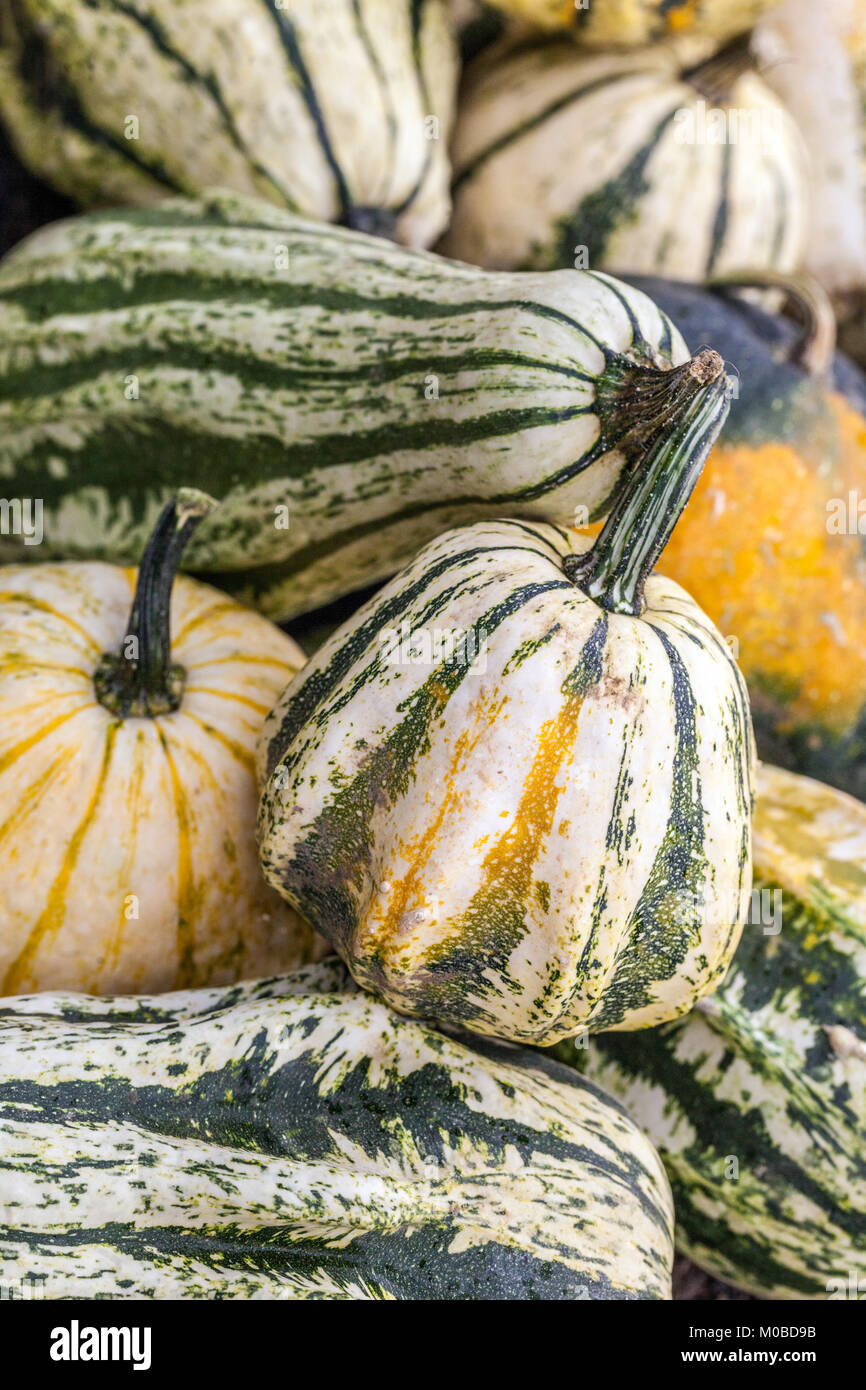 Squash Galaxy of Stars Cucurbita pepo decorative pumpkins Stock Photo