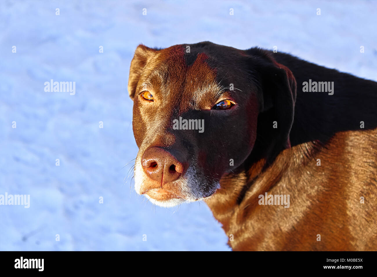 A very serious looking dog with a snow background Stock Photo