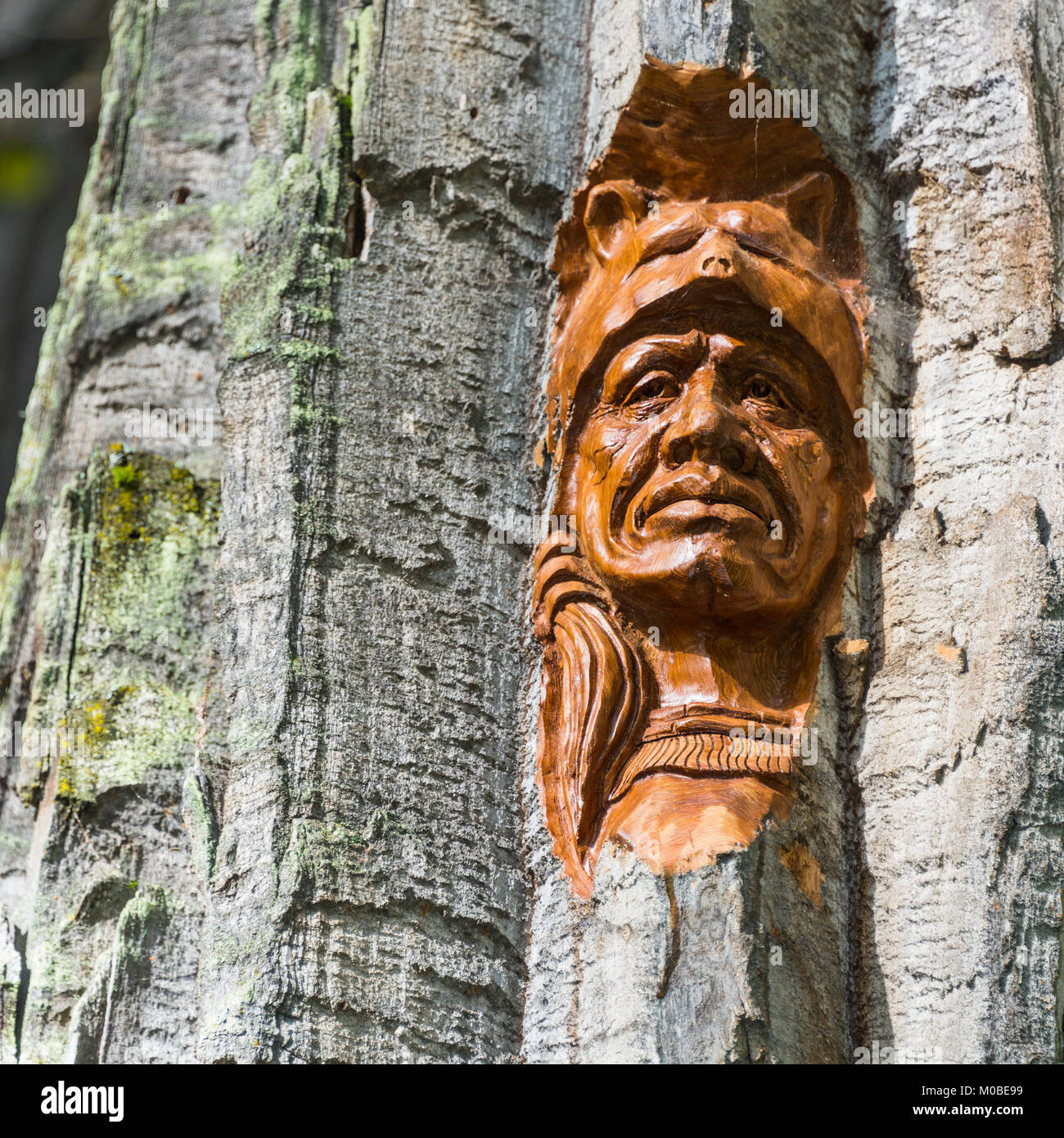 Colorful, incredible and unique tree trunk bark carving completed by a ...