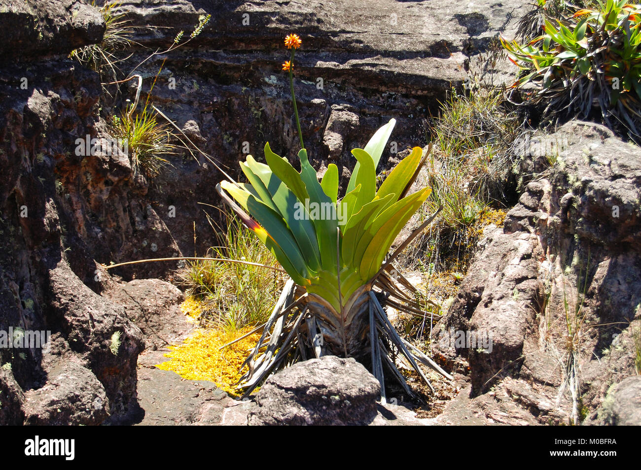 Stegolepis Guianensis Plant - Roraima - Venezuela Stock Photo