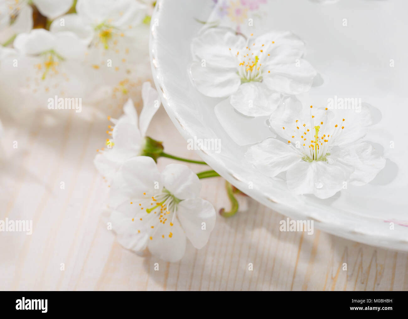 Floating flowers ( Cherry blossom) in white bowl. Focus on near flower Stock Photo