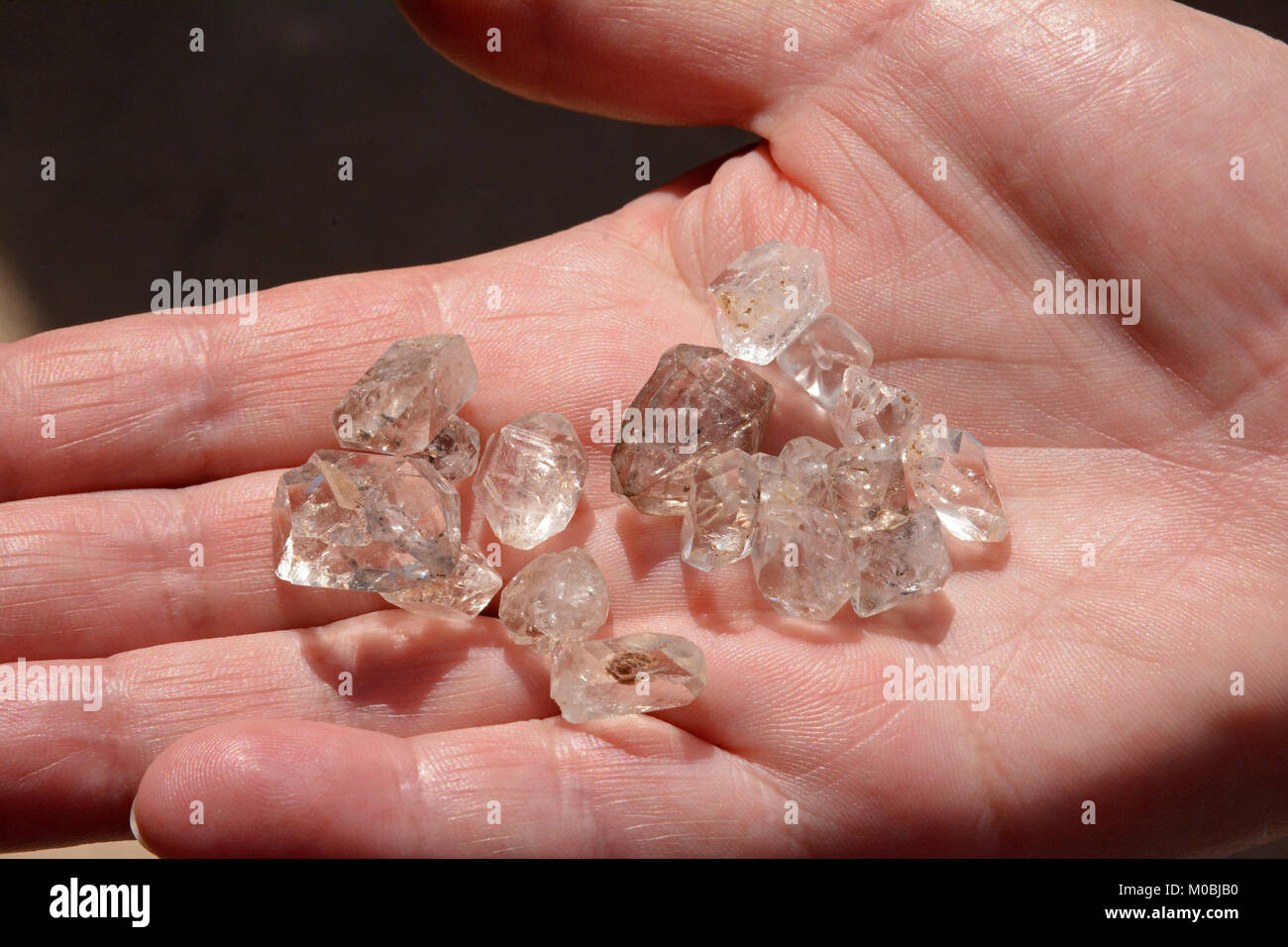 Hand holding numerous white clear quartz crystals Stock Photo