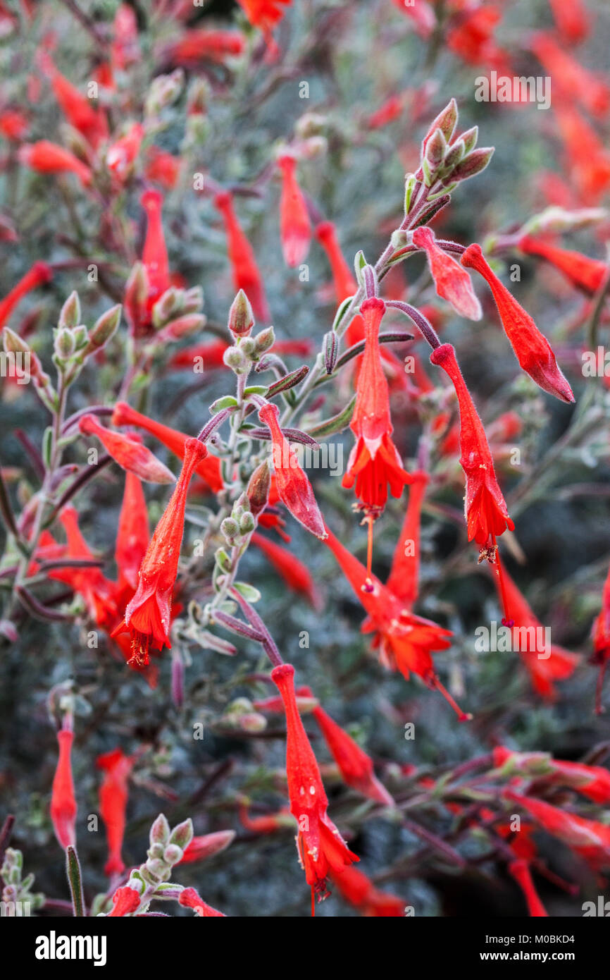 California Fuchsia, Epilobium californica, Zauschneria californica