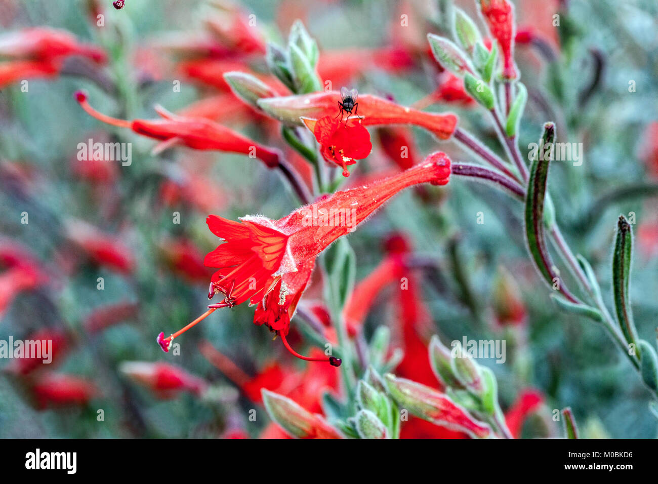 California Fuchsia, Epilobium californica, Zauschneria californica 'Catarina' Beautiful red perennials Stock Photo