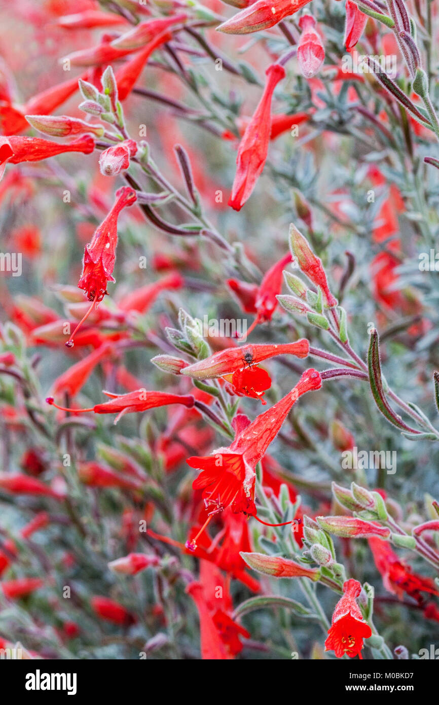California Fuchsia, Epilobium californica, Zauschneria californica