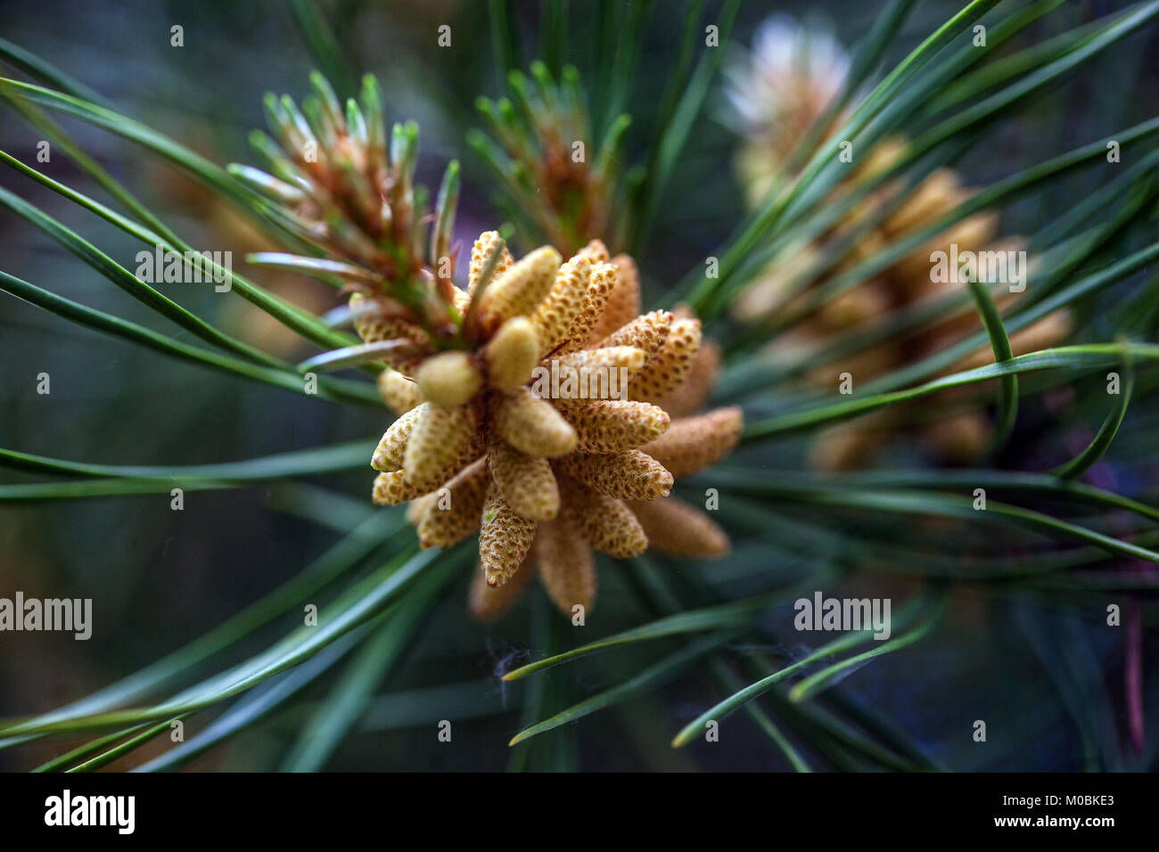 Pinus murraybanksiana cones Needles, Branch, Pine cones, Conifer Stock Photo