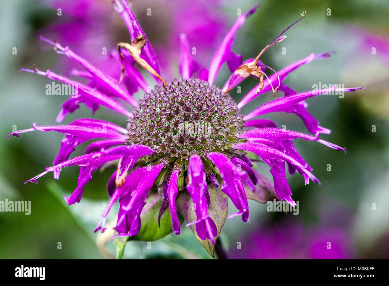 Purple Monarda fistulosa 'Blaustkumpf', Beautiful Bergamot flower head Stock Photo