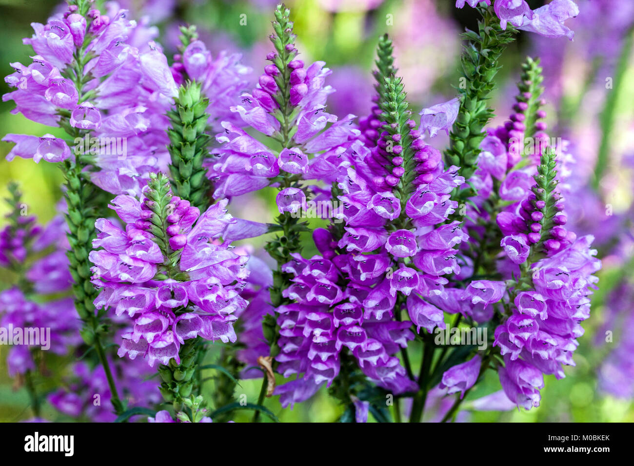 Obedient Plant or False Dragonhead, Physostegia virginiana 'Rosy Spire' Stock Photo