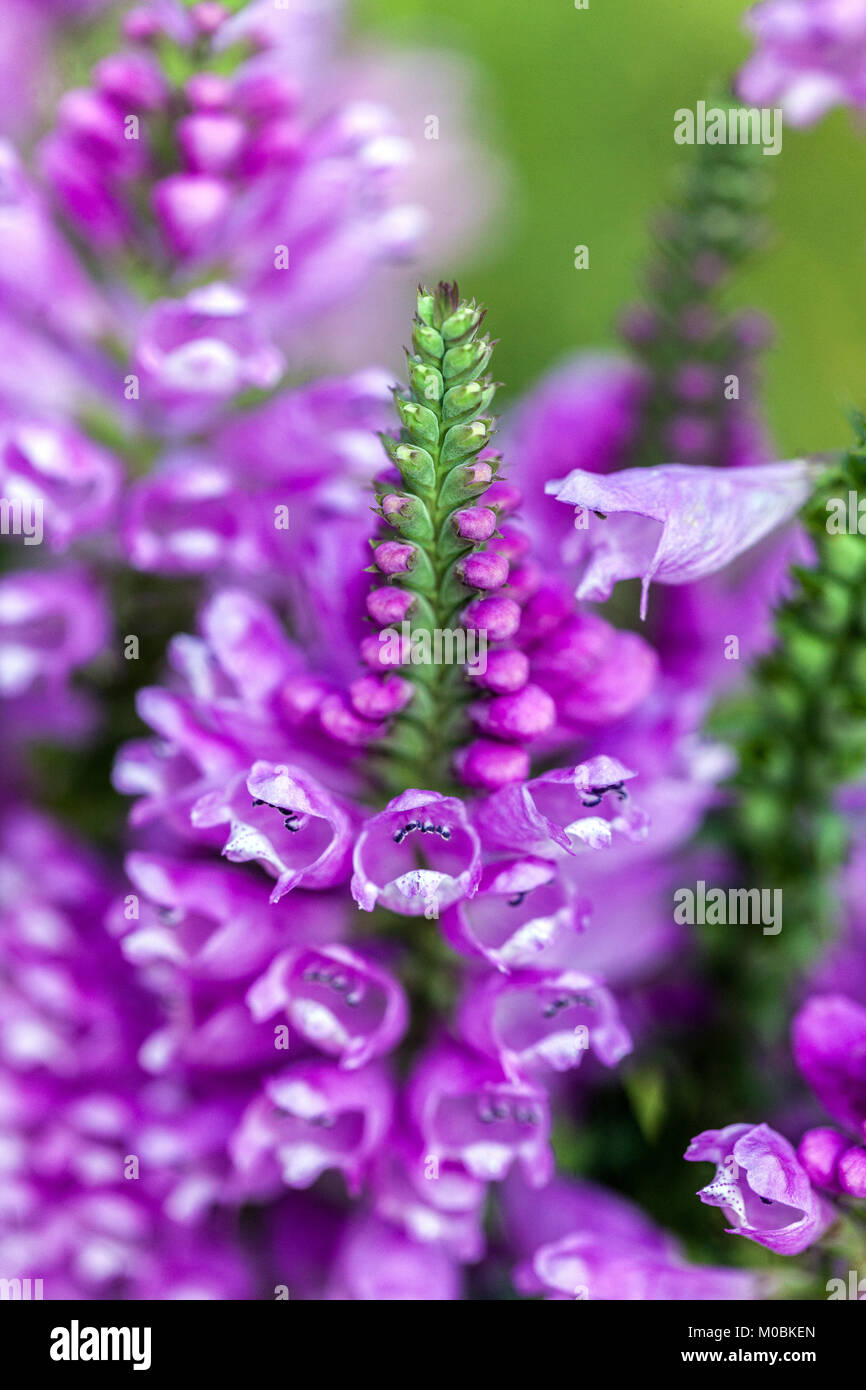 Obedient Plant or False Dragonhead, Physostegia virginiana 'Rosy Spire' Stock Photo