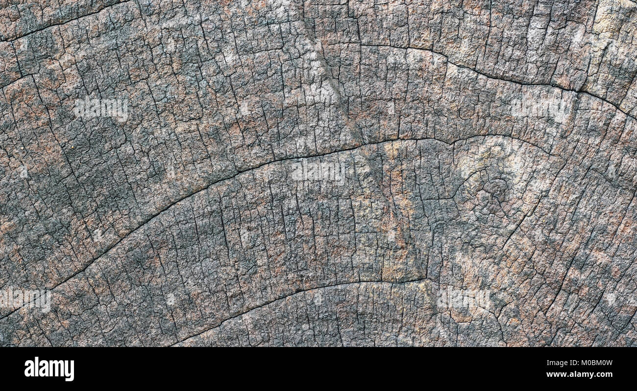 Old Wood Tree Texture Background Pattern Stock Photo - Alamy