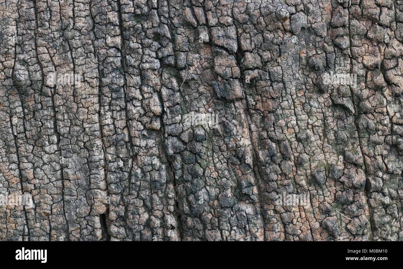 Old Wood Tree Texture Background Pattern Stock Photo - Alamy