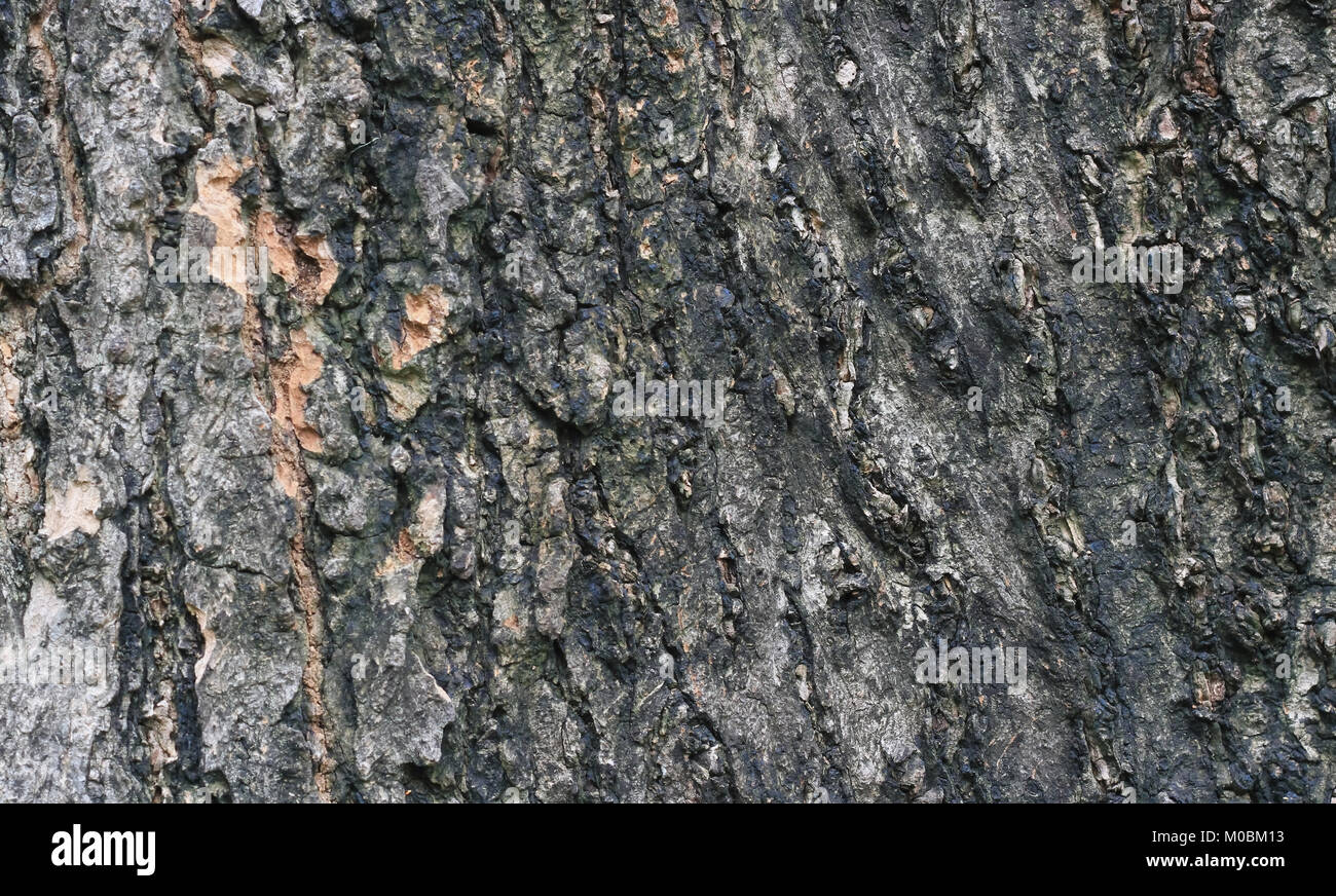 Old Wood Tree Texture Background Pattern Stock Photo - Alamy