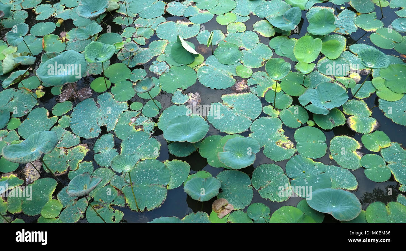 Green lotus leaf in the lake Stock Photo - Alamy