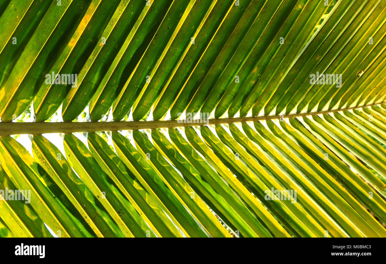 Palm tree branch against the light Stock Photo Alamy